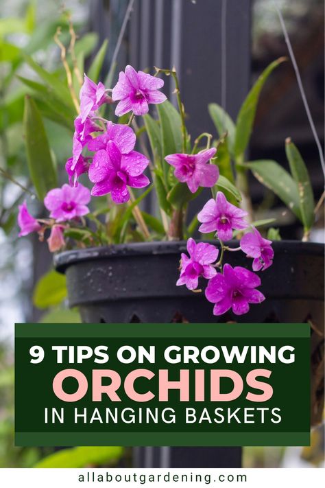 In this article, our gardening expert and orchid enthusiast shares her top tips for beautiful blooming orchids in hanging baskets! Come take a look! Orchids In Hanging Baskets, Orchid Hanging Ideas Outside, Boho Garden Ideas, Flower Planting Guide, Hanging Orchid, Indoor Orchids, Blooming Orchid, Types Of Orchids, Growing Orchids