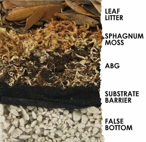 Frog Vivarium Ideas, Diy Vivarium, Bioactive Terrarium, Tree Frog Terrarium, Frog Vivarium, Dart Frog Vivarium, Gecko Vivarium, Vivarium Ideas, Lizard Terrarium