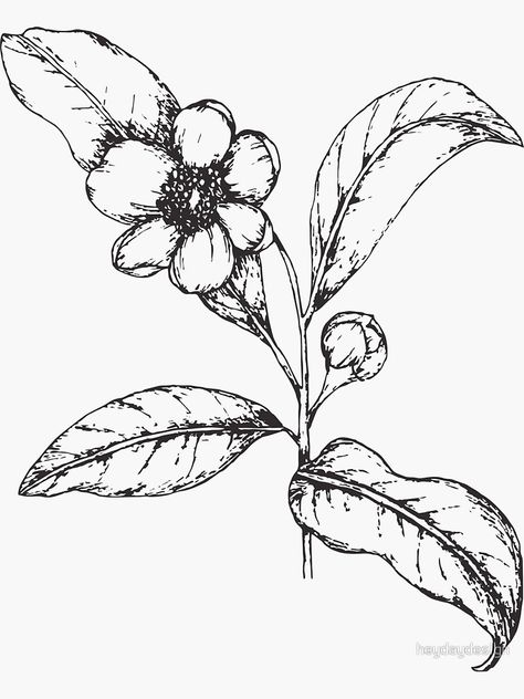 A simple but delicate pen and ink illustration of a tea plant. #sticker #floral #flower #illustration #botanical #tea Tea Leaf Drawing, Tea Plant Illustration, Tea Plant Tattoo, Tea Leaves Illustration, Animal Illustration Kids, Tea Plant, Flower Pens, Leaves Illustration, Pen Illustration