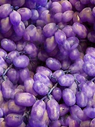 This is such a gorgeous color - Purple Grapes. Purple Fruit, Purple Food, Purple Reign, Purple Grapes, Purple Love, All Things Purple, Purple Ombre, Purple Lilac, Purple Rain