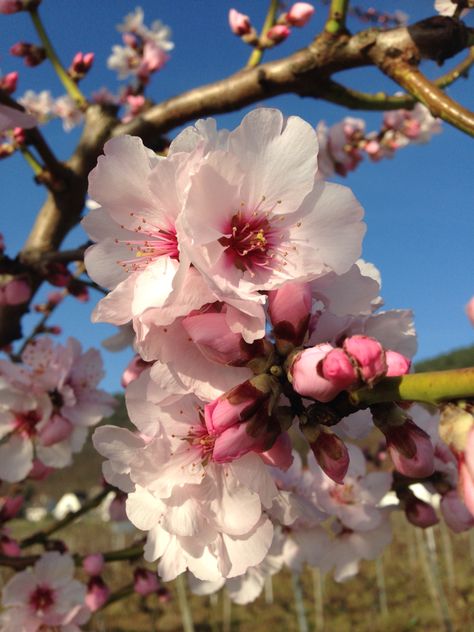 Spring Korea, Almond Flower, Apricot Blossom, Cherry Blossom Flower, Spring Blossoms, Cherry Blossom Flowers, Wall Papers, Oil Painting Flowers, Beauty Pictures