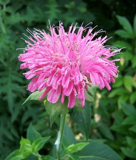 Monarda 'Marshall's Delight' Height: 75-120 cm Spread: 60-75 cm Resistant to Powdery Mildew, Sun/Part Shade Beebalm Flowers, Mountain Plants, Monarda Didyma, Plants To Attract Hummingbirds, Pink Flower Top, Deer Proof Plants, Farmhouse Landscaping, Hummingbird Garden, Bee Balm