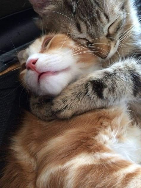 Cats Cuddling, Cats In Love, Hugs And Cuddles, Cat Hug, Is It Love, Cat Cuddle, In Another Universe, Silly Cats Pictures, Cute Kitties