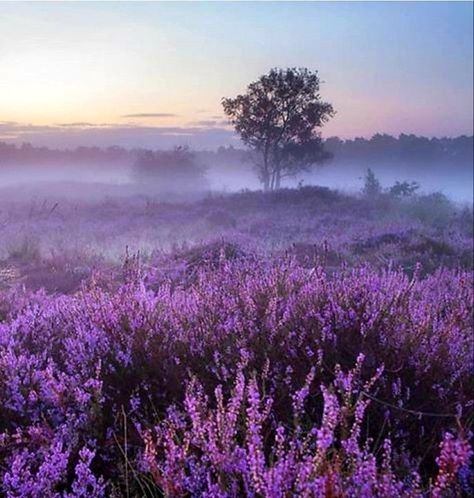 Windclan Aesthetic, Heathland Landscape, Spring Landscape Photography, Purple Landscape, Lavender Aesthetic, Misty Forest, Lavender Fields, Amazing Art Painting, Nature Aesthetic