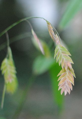 I love this plant: Northern sea oats, Chasmanthium latifolium Chasmanthium Latifolium, Northern Sea Oats, Sea Oats, Magnolia Grandiflora, Magnolia Tree, Seed Heads, Magnolia Trees, Oats, Magnolia