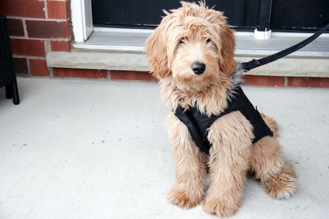 Doodle Haircuts, Goldendoodle Haircuts, Lamb Cuts, Really Curly Hair, Poodle Cuts, Puppy Cut, Shaggy Hair, Face Cut, Great Haircuts