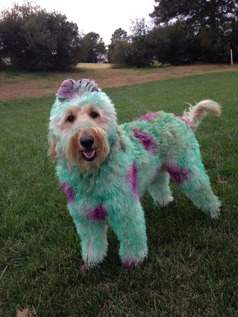 Swagger the Goldendoodle Homeade Halloween Costumes, Goldendoodle Haircuts, Dog Hair Dye, Sully Monsters Inc, Goldendoodle Grooming, Dog Dye, Golden Doodle Dog, Dog Grooming Styles, Goldendoodle Puppies