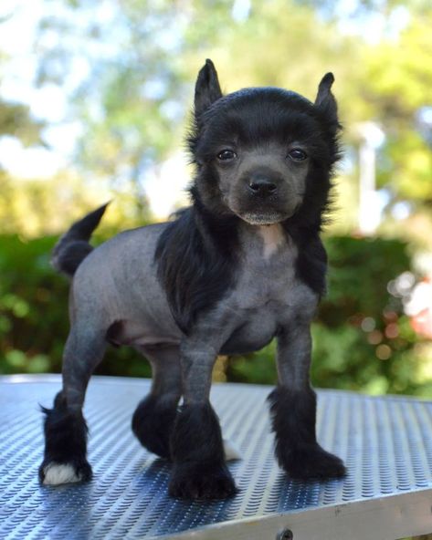 Chinese Crested Dog Puppy 😁❤️ Gypsy Rose Lee de Lyboriu's Legacy Menina Variedade: Hairless (HL) / Careca Born 12/06/2023 Country 🇵🇹 #portugal Pai: Cappy Dot Preety Sweet Mae: Marivi de Lybóriu's Legacy . . . #chinesecrested #chinesecresteddog #arispedigree Chinese Crested Puppy, Chinese Crested Hairless, Toy Breeds, Every Dog Breed, Hairless Dog, Chinese Crested Dog, Chinese Crested, Types Of Dogs, Animal Videos