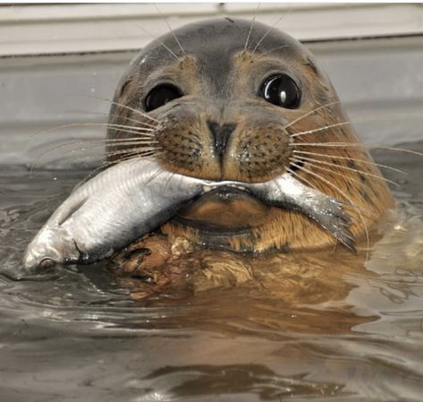 Cute Seals, A Seal, Fish Food, Baby Animals Pictures, Marine Mammals, Silly Animals, Marine Animals, Ocean Creatures, Sealife