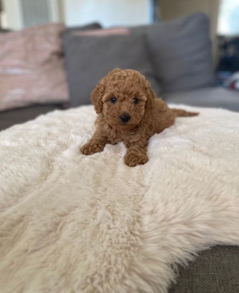 Red Maltipoo, Kawaii Pictures, Malti Poo, Maltipoo Puppies For Sale, Maltipoo Puppies, Puppies For Sale Near Me, Maltese Puppies, Maltipoo Puppy