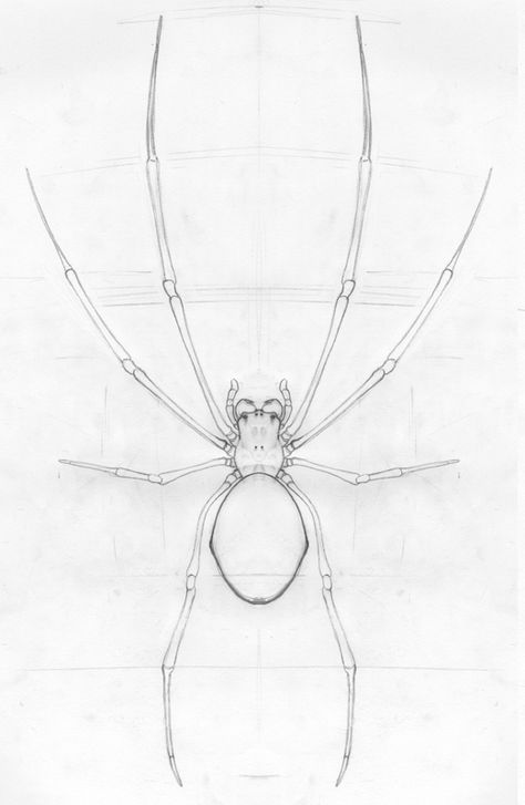 I like the focus on form that this working sketch shows.  How the joints are connected, the cleanliness of the body.  But it isn't shaded to show the form. See the note on the photo of this finished drawing. Spider Legs Reference, Spider Reference Drawing, Spider Legs Drawing, Spider Anatomy, Spider Draw, Spider Sketch, Long Leg Spider, Spider Dress, Leg Reference