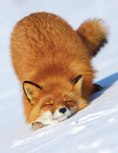 Fox In The Snow, Postcard Paper, Fox Boy, Fox Pictures, Dog Jokes, Magical Winter, Winter Destinations, Cat Pose, Pet Fox