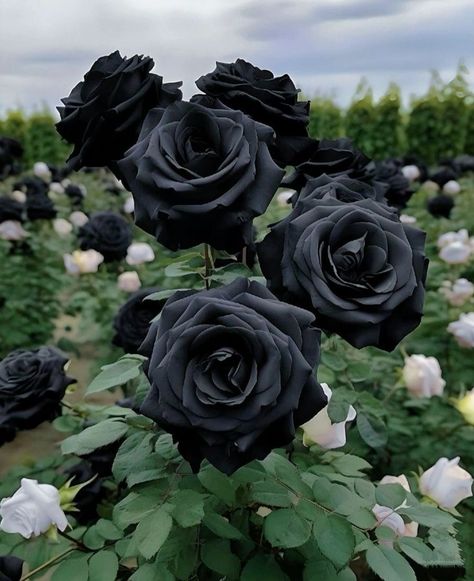 Black Rose Aesthetic Dark, Dark Flower Garden, Flowers Dark Aesthetic, Wallpaper Rosas, Type Of Roses, Damon Salvatore Aesthetic, Salahuddin Ayyubi, Black Rose Bouquet, Flower Couple