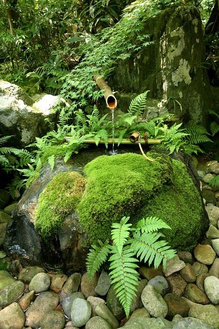 Adachi Museum, Kolam Air, Small Japanese Garden, Taman Air, Japanese Garden Landscape, Japan Garden, Moss Covered, Japanese Garden Design, Asian Garden