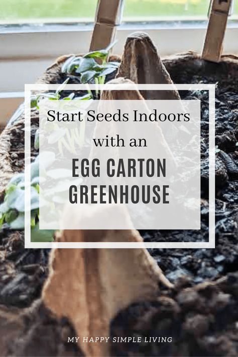 Egg Carton Greenhouse | Starting Seeds Indoors - My Happy Simple Living  This egg carton greenhouse helps seeds germinate quickly and is a foolproof way to start all your garden plants indoors. Use the egg carton greenhouse to create a lush herb garden for the patio, or grow healthy sprouts for the garden. Transfer plants directly into the ground without removing them from the carton. Diy Small Greenhouse, Indoor Gardening Supplies, Start Seeds Indoors, Seedlings Indoors, Starting Seeds, Starting Seeds Indoors, Small Greenhouse, Mini Greenhouse, Living Modern