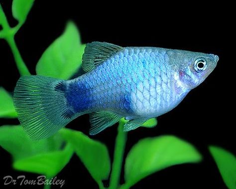 Blue Mickey Mouse Platy Platy Fish, Blue Mickey Mouse, Tropical Fish Aquarium, Tropical Freshwater Fish, Tropical Aquarium, Fish Breeding, Baby Fish, Freshwater Aquarium Fish, Cool Fish