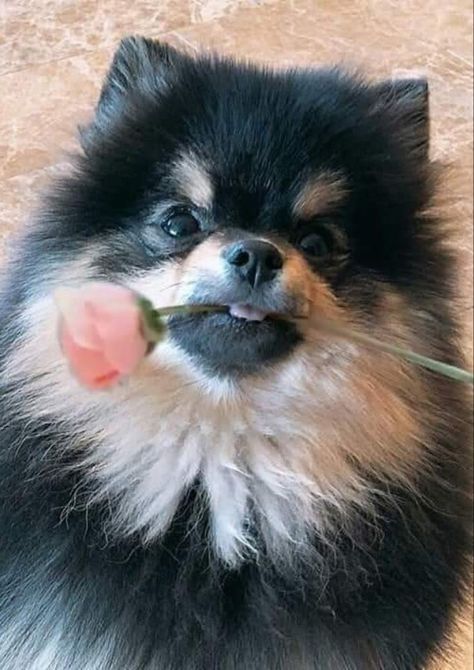 Happy Birthday YeontanDay #Yeontan Yeontan Pictures, Kim Yeontan, Bts Dogs, Bts Purple, Honey Bear, Happy Bday, Pomeranian Dog, Hoseok Bts