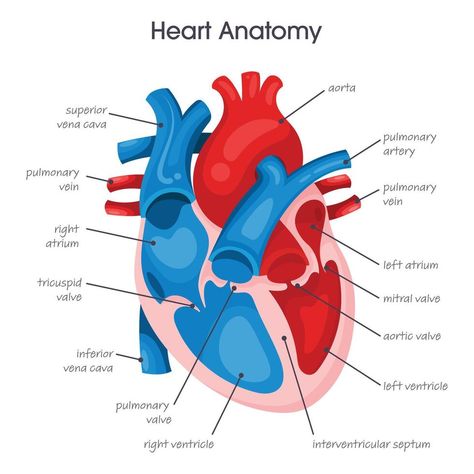 Heart Infographic, Infographic Diagram, Medical Vector, Illustration Infographic, Heart Simple, The Human Heart, Human Heart, Logo Banners, Marketing Design