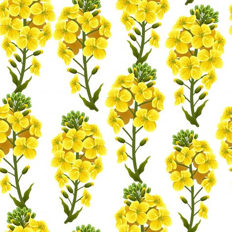 Pattern rapeseed flowers and leaves, can... | Free Vector #Freepik #freevector Rapeseed Flower, Free Vector Patterns, Botanical Sketchbook, Floral Retro, Arte Floral, Vector Pattern, Flowers And Leaves, Art Sketches, Flower Patterns