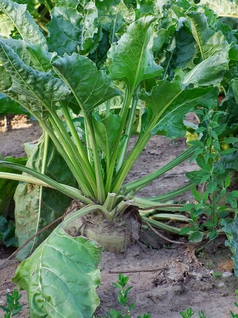 Beta vulgaris subsp. Vulgaris /Chard, Swiss Chard/ pazı Vegan Beet Burger, Vegetarian Patty, Beet Burger, Beta Vulgaris, Mediterranean Plants, Sugar Beet, Cashew Cheese, Missouri Botanical Garden, Vascular Plant