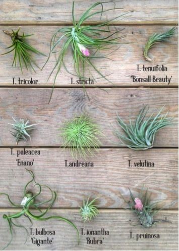 Types Of Air Plants, Air Plants Diy, Air Plant Garden, Air Plants Decor, Air Plants Care, Air Plant Display, Tillandsia Air Plant, Air Plant Terrarium, Garden Types