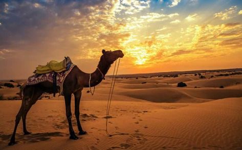 A Day in Thar Desert. Desert National Park, Thar Desert, Desert Tour, Golden City, Fun Deserts, Desert Safari, Dubai Desert, Jaisalmer, Safari Tour