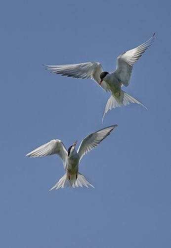 Tern Tattoo, Arctic Tern, Arctic Tundra, His Dark Materials, Nature Birds, Fancy Video, Birds Tattoo, Mini Paintings, Beautiful Drawings