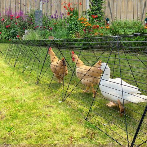 Simple Chicken Coop, Chicken Tunnel, Chicken Coop Designs Diy, Herbs For Chickens, Chicken Tunnels, Chicken Coop Plans Free, Duck Rabbit, Backyard Renovation, Portable Chicken Coop