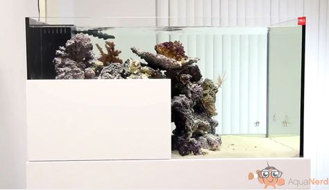 Drop Off Aquarium, Reef Aquascape, Aquascape Ideas, Reefer Madness, Saltwater Tank, Marine Aquarium, All Fish, Reef Aquarium, Reef Tank