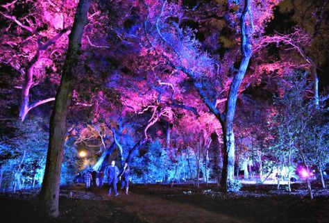 Enchanted: Forest of Light Is Descanso Gardens' Christmas Walk in the Woods | MommyPoppins - Things to do in Los Angeles with Kids Shimogamo Shrine, Los Angeles With Kids, Forest Light, Electric Forest, Garden Christmas, Outdoor Christmas Lights, Walk In The Woods, Perfect Garden, Festival Lights