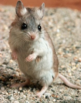 While most mice dine happily on seeds, nuts and table scraps, the grasshopper mouse prefers to kill its dinner. Grasshoppers, appropriately, are a favorite prey. https://www.outwriterbooks.com/rural-delivery/uninvited-guests Grasshopper Mouse, Crochet Rat, Easy Bag, Mouse Photos, Mouse Pictures, Mouse King, Pet Mice, Mouse Rat, Baby Mouse