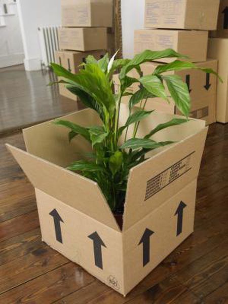 Whether you're moving into the Bay Area or out of the Bay Area, properly packing your house and garden plants is essential to their well-being. Moving is often an exciting yet stressful experience. If your plants get damaged or die while being transported, it can also become a traumatizing experience. After ... Moving Plants, Moving House Tips, Moving Hacks Packing, Park House, Moving Checklist, Packing To Move, Moving Packing, Moving Home, Moving And Storage