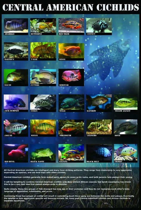 Central American Cichlid Educational Poster 24"x 36". $4.75 Standard Shipping Shipped with USPS First Class Package. Frontosa Cichlids, Fish Infographic, African Cichlid Tank, Cichlid Tank, American Cichlid, South American Cichlids, Cichlid Aquarium, Cichlid Fish, Class Pet