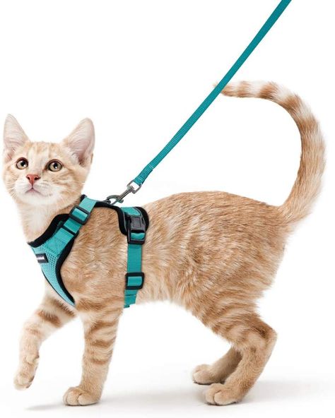 Kitten Harness, Cat Harness And Leash, Cat Body, Small Kittens, Pet Kitten, Cat Harness, Pet Harness, Small Cat, Large Cats