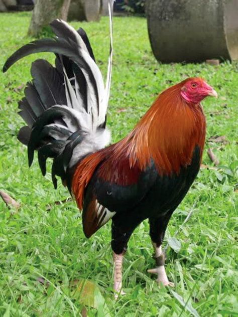 Thunder Chicken, Heritage Chicken Breeds, Heritage Chickens, Rooster Breeds, Game Fowl, Fancy Chickens, Hgtv Garden, Beautiful Chickens, Rooster Art