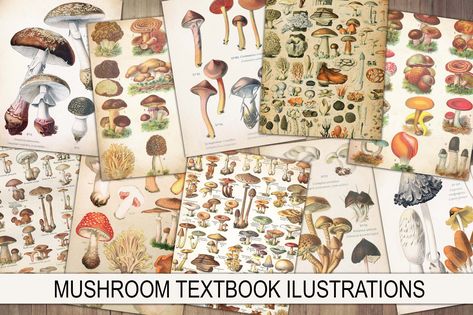 Mushroom Illustrations, Junk Journal Ephemera, Junk Journal Paper, Vintage Mushroom, Journal Ephemera, Art Deco Patterns, Vintage Junk, Vintage Junk Journal, Dinosaur Background