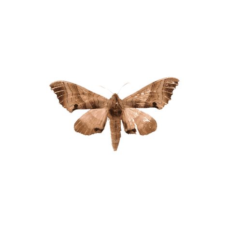 Hercules Moth, Moth Png, Photo Clipart, Paper Doll Template, Photo Images, Hercules, Your Design, Hd Photos, Drawing Reference