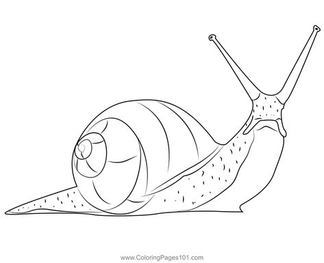 Kahuli Tree Snail Coloring Page Snail Drawing Color, Snail Drawing Simple, Snail Outline, Snail Printable, Snail Coloring Pages, Snail Life Cycle, Vbs Magnified, Snail Coloring, Snail Clipart