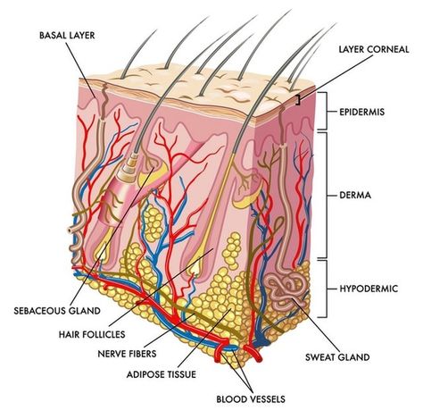 The integumentary system comprises the skin and its appendages acting to protect the body from various kinds of damage, such as loss of water or abrasion from outside. Anatomy Notes, Teas Test, Skin Anatomy, Hair Science, Integumentary System, Skin Facts, Nerve Fiber, Skin Model, Skin Structure