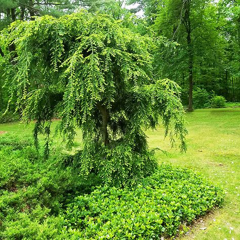 Weeping Hemlock, Hobbit Cottage, Canadian Hemlock, Future Garden, Hudson River Valley, Front Yards, Home Landscaping, Botanical Beauty, Urban Environment