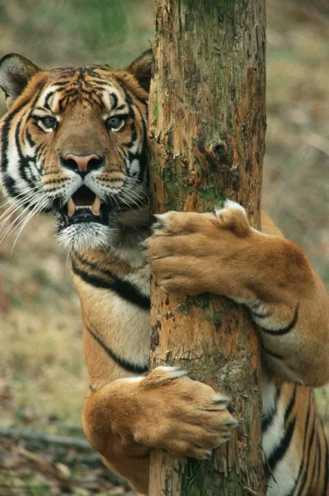 ひょっこりはん Tiger Love, Tiger Pictures, Tree Photo, Cheetahs, A Tiger, Large Cats, Animal Planet, Exotic Pets, Beautiful Cats