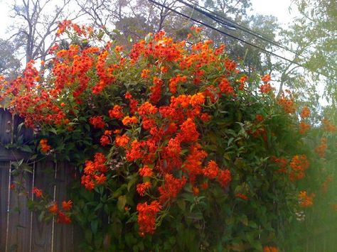 Mexican Flame Vine Mexican Flame Vine, Flame Vine, Easy Garden Ideas, Herb Garden In Kitchen, Phoenix Homes, Ground Cover Plants, Pollinator Garden, Desert Plants, Apartment Garden