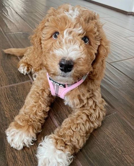 Light Brown Goldendoodle, Mini Goldendoodle Full Grown, Parti Goldendoodle, Small Goldendoodle, Micro Mini Goldendoodle, Micro Goldendoodle, Doodles Dog, Whoodle Puppy, Mini Aussiedoodle