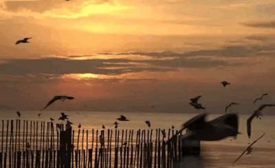 At the beach GIF Sunset Gif, Stu Macher, Summer Gif, Church Songs, Spring Breakers, Beach Background, Beautiful Flowers Wallpapers, Beautiful Gif, Aesthetic Gif