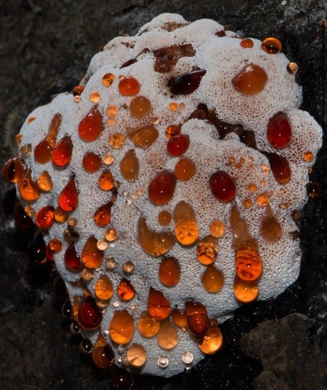 Bio Diversity, Growth And Decay, Slime Mould, Bio Art, Mushroom Fungi, Reddish Brown, Back To Nature, To Speak, Botany