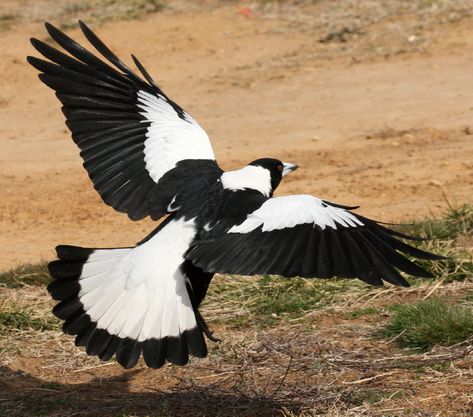 Male Australian Magpie (Gymnorhina tibicen) in flight Magpie Tattoo, Australian Magpie, Magpie Art, Black And White Birds, White Birds, Black Birds, Australian Wildlife, Bird Wings, Crows Ravens