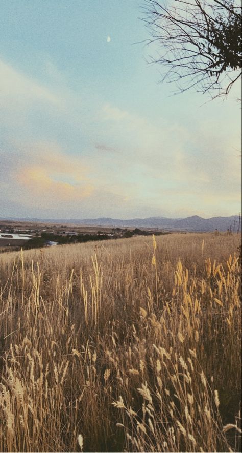 Field Of Grass Aesthetic, Tall Grass Aesthetic, Grassy Field Aesthetic, Sunset Grass Field, Wheat Field Aesthetic, Grass Field Aesthetic, Tall Grass Field, Grass Picture, Dusk Aesthetic