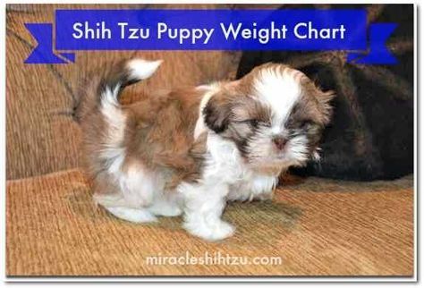 Estimating the Adult Size of a Tzu using a Shih Tzu Puppy Weight Chart at Miracle Shih Tzu Shih Tzu Puppy Training, Puppy Growth Chart, Teacup Shih Tzu, Shih Tzu Haircuts, Shitzu Dogs, Shih Tzu Grooming, Shitzu Puppies, Weight Chart, Maltese Shih Tzu