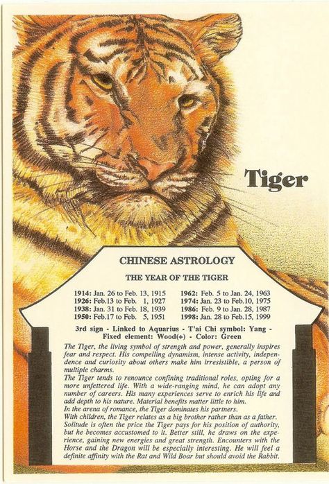 Tiger Tattoo Meaning, Tiger Zodiac, Zodiac Signs Animals, Chinese Zodiac Tiger, Chinese New Year Zodiac, Birth Signs, Tiger Lady, Chinese Tiger, Chinese Horoscope