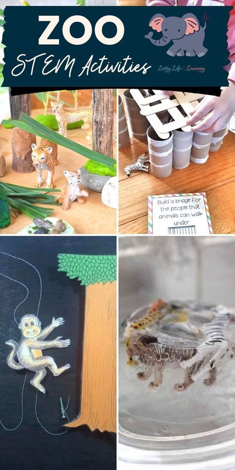 Zoo STEM Activities Zoo Stem Activities, Animal Stem Activities, Animal Diet, Stem Camp, Zoo Activities, Animal Lessons, Animal Activities For Kids, Fun Kids Crafts, Stem Activity